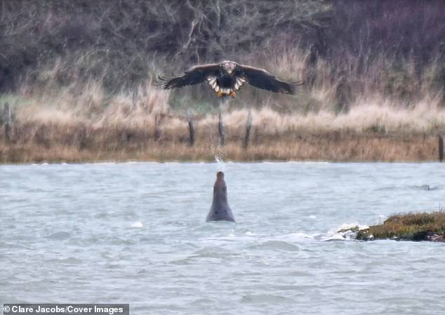 Birdwatcher Clare Jacobs managed to capture this rare encounter in Newtown Harbor on the Isle of Wight.