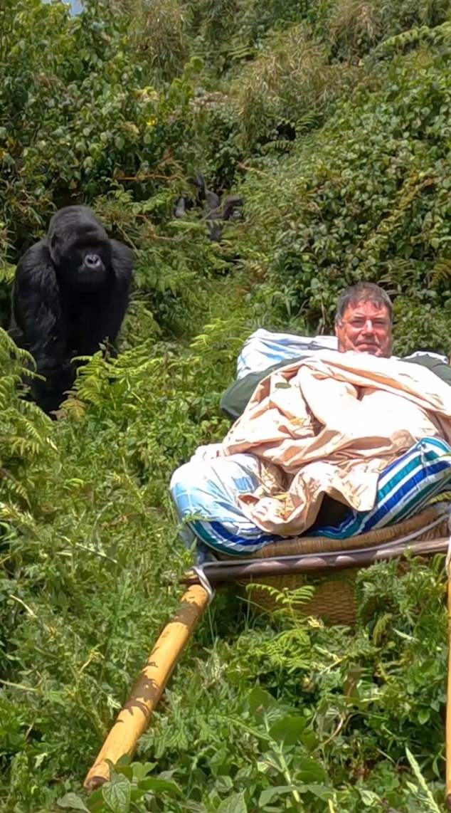It is the astonishing encounter of a man who realizes his lifelong dream: meeting a gorilla.
