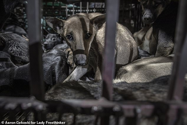 A harrowing video from non-profit organization Lady Freethinker has exposed shocking practices in Vietnam's dog meat markets.