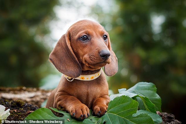 Is it cruel to buy a sausage dog As Germany