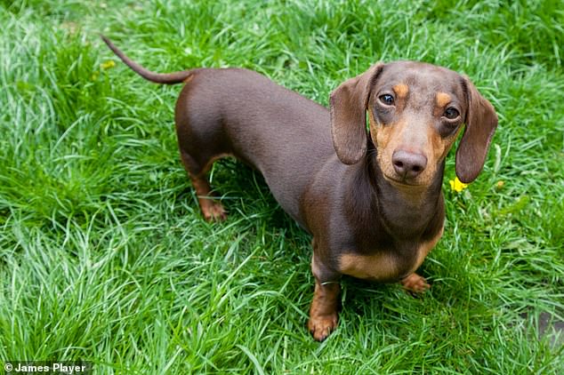 Dachshunds are prone to health problems such as damaged discs and back problems, ear infections, and PRA, an inherited eye condition.