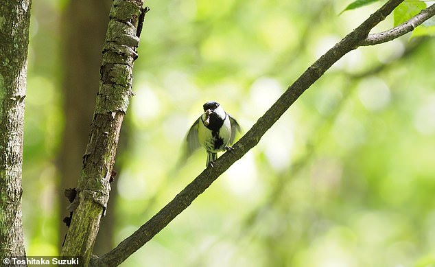 A flap of its wings in the direction of its mate (pictured) indicates that it wants him or her to enter the nest first.