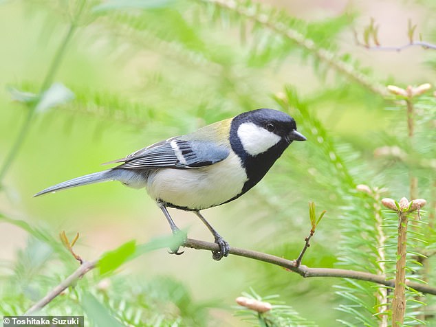 Is this natures politest bird Japanese tit uses wing movements