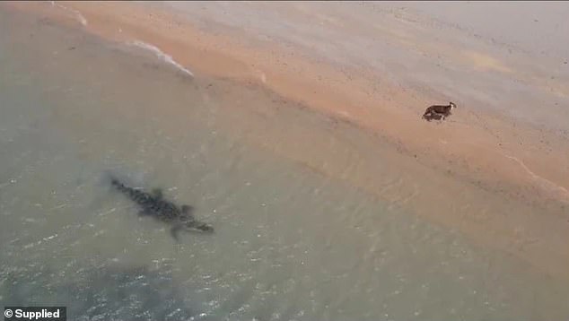 Heart-stopping footage has emerged of a dog having a close encounter with a large crocodile on the shores of Loyalty Beach (pictured) on Cape York Peninsula in far north Queensland.