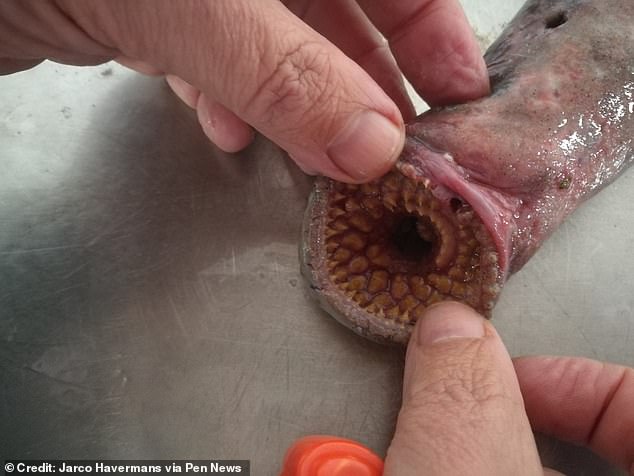 It looks like the monstrous sandworms depicted in Dune, but this 'vampire fish' sucks blood and its mouth full of swirling teeth is all too real.