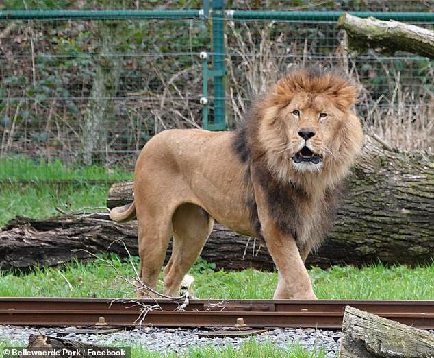 Nestor, also known as the 'Lion King', tore the throat out of his intended mating partner Maya at Bellewaerde Park Zoo in Belgium on Thursday.