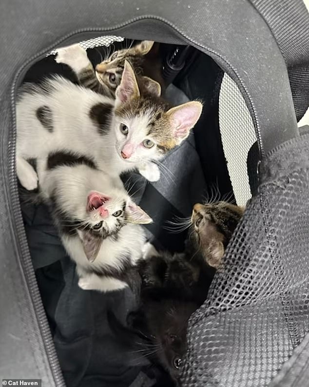 Litter of kittens found dumped in a bag in Perth