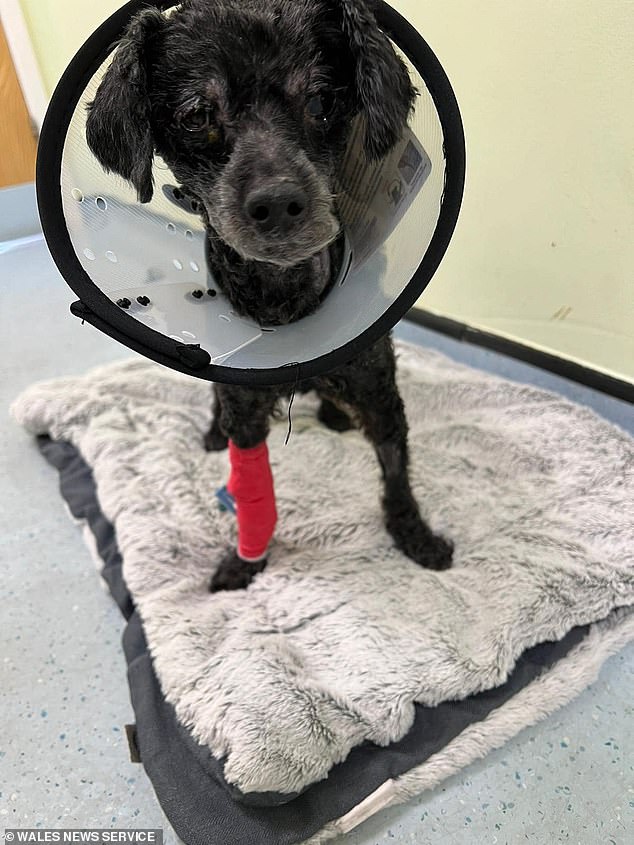 Poppy, a miniature poodle, had been reduced to 'skin and bones' after not being separated from her 76-year-old owner Yolande.