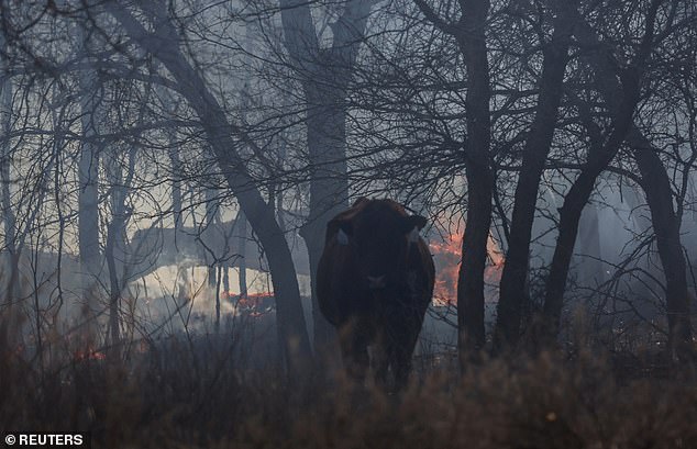 The devastation of the Texas wildfires has killed more than 7,000 cows, not including cows that were euthanized for their serious injuries.