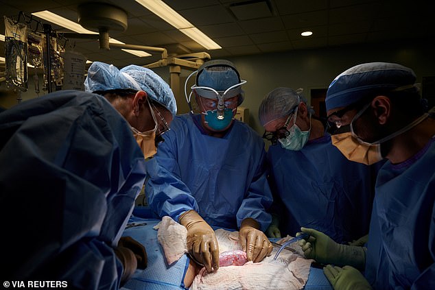 In the United States, surgeons have successfully transplanted a pig kidney into a human for the first time.