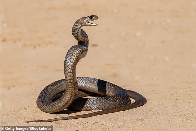 A north Queensland man died after a suspicious eastern brown snake bite on Tuesday (pictured).