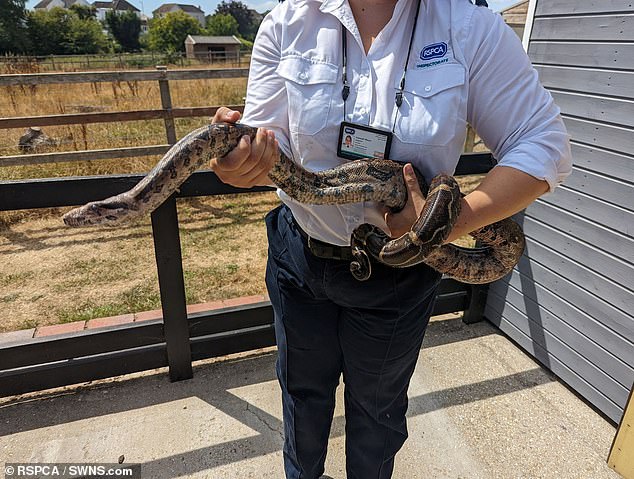 The five-foot boa constrictor was found outside a McDonald's drive-thru in Bognor Regis, West Sussex. Pictured: RSPCA Inspector Hannah Nixon holding the snake
