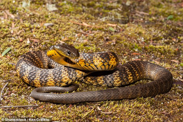 The tiger snake is one of the deadliest snakes in the world due to its powerful venom.