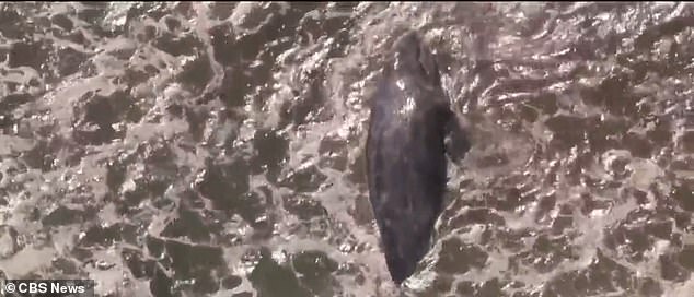 A 13,000-pound gray whale washed up on a Malibu beach over the weekend at Little Dume Beach
