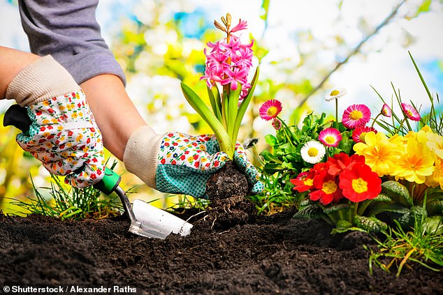 Spring is fast approaching and gardeners across Britain are eager to plant in their soil to ensure a vibrant and colorful garden awaits them in the warmer months (file image)