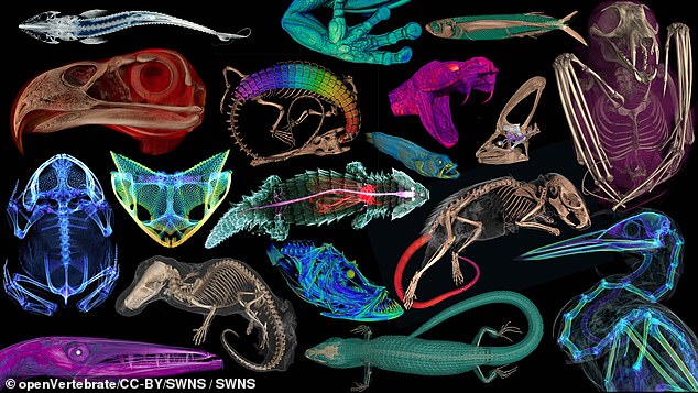 Researchers scanned 13,000 creatures, including amphibians, reptiles, fish and other mammals