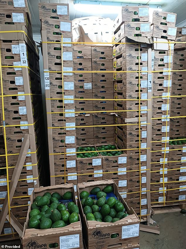 Colombian police found 1,680 sealed packages of cocaine that were hidden in boxes of avocados
