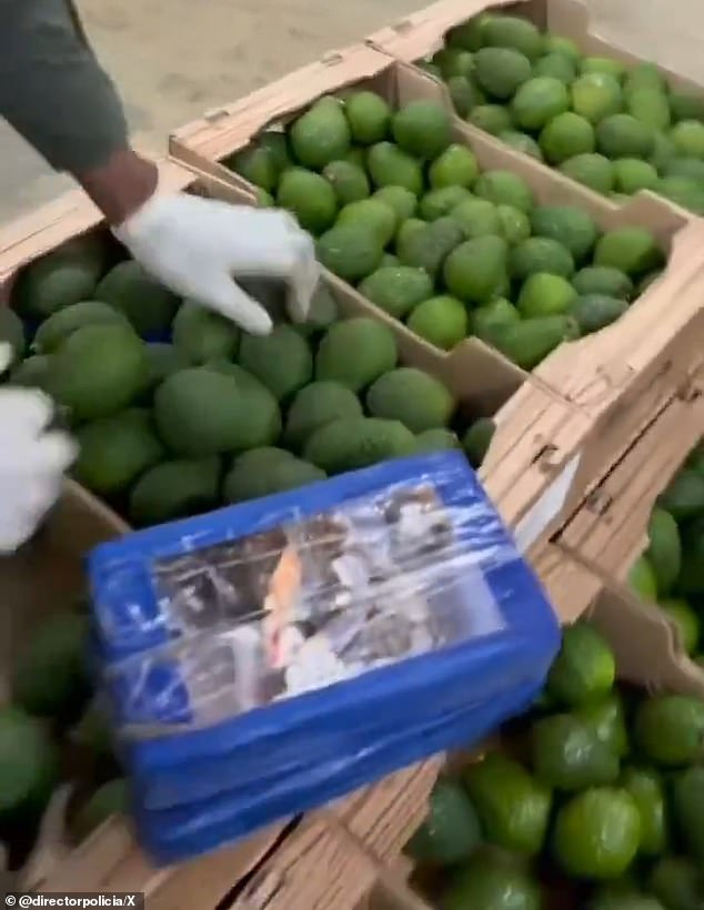 Colombian anti-narcotics police discovered a 1,680-kilogram shipment hidden inside boxes of avocados in a port in the Caribbean coastal city of Santa Marta on Tuesday.