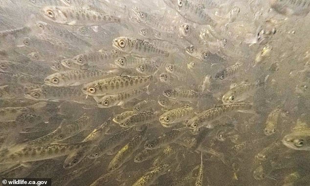 Mysterious disease kills 800000 baby salmon newly released into California