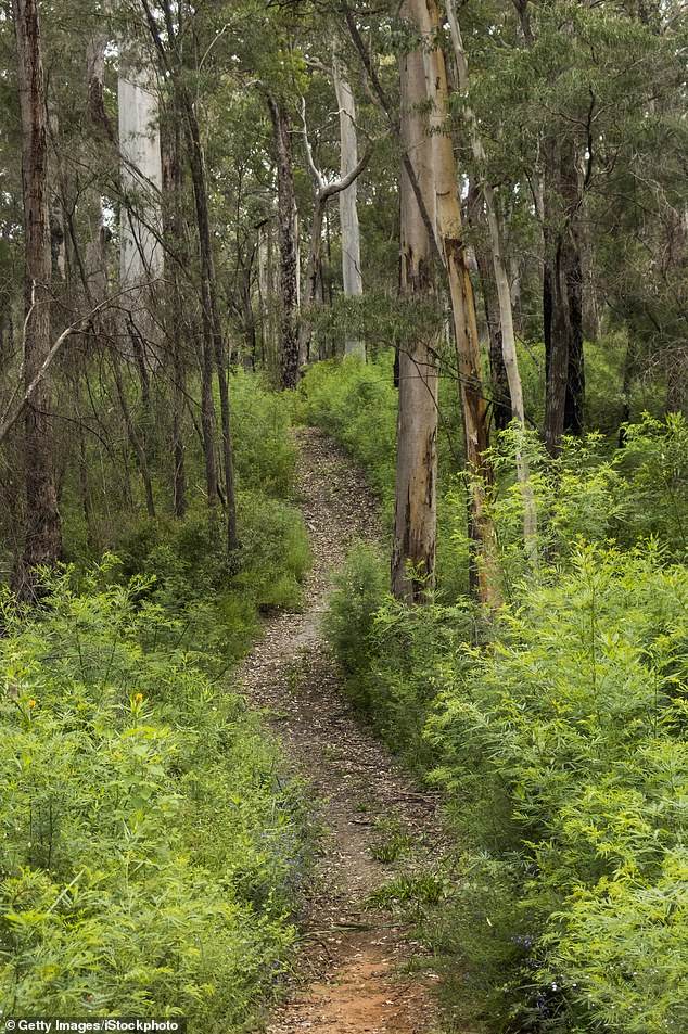 Ms Casal began a group walk on the Bibbulmun Track (pictured), which stretches a distance of 1,000km from Kalamunda, east of Perth, to Albany