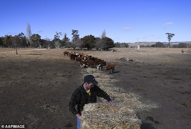 The assessment included warnings about the future impact of climate change on human health and the state of the soil (pictured a farmer preparing hay to feed his cattle)