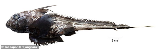This newly identified species of 'ghost shark' is 276 mm (10.9 in) long and has eyes that make up almost a third of its head length.