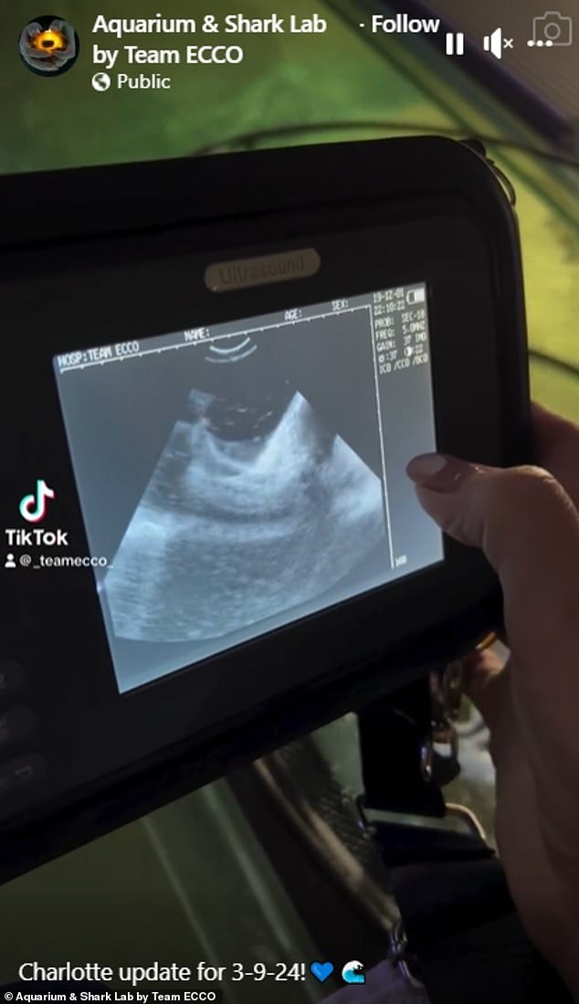 The team at the Aquarium & Shark Lab in Hendersonville showed an ultrasound of the pups wagging their tails inside Charlotte's uterus.