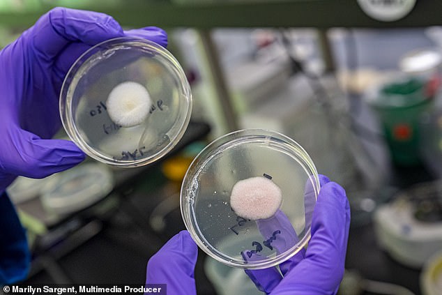 UC Berkeley researchers are altering koji mold genes to create food