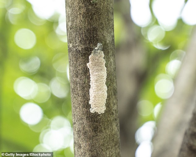 Spotted lanternflies lay their eggs on trees, cars, and almost any hard surface.  The USDA recommends discarding the dough, putting it in a plastic bag and throwing it in the trash.