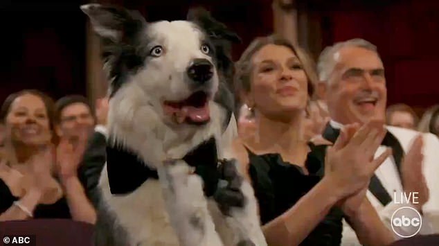Anatomy of a Falls dog star Messi shot to viral fame at the Oscars after he was seen 'clapping' Robert Downey Jr as he won Best Supporting Actor