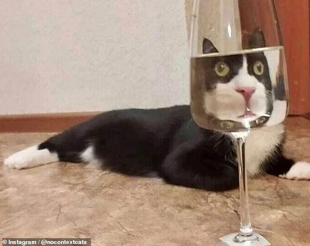 This cheeky cat looks like his face is too big for his body as his wine glass distorted it
