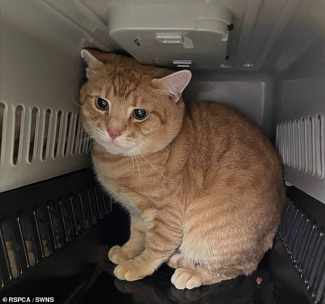 The RSPCA is chasing a man after a ginger cat was duct-taped in a pet cage and thrown over a fence into someone's garden.