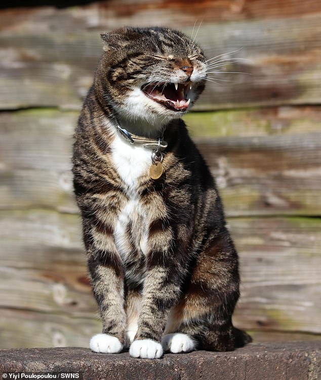Britain's best young nature photographers are competing for prizes at the RSPCA Awards, and voting is now open to the public.  Pictured: Yawning cat - by Yiyi Poulopoulou, 15, from Cheshire