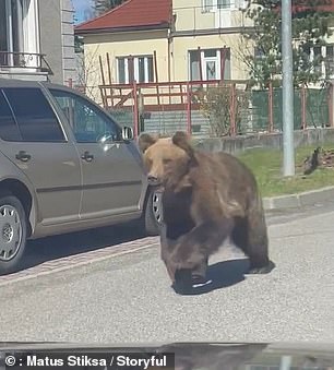 The brown bear was filmed running through the streets of the Slovak town.