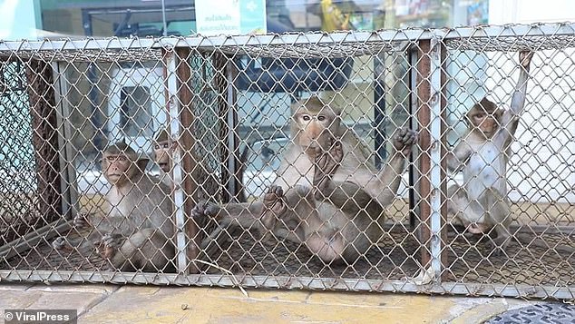 Rampaging monkey gangs terrorise Thai tourist town as cops arm