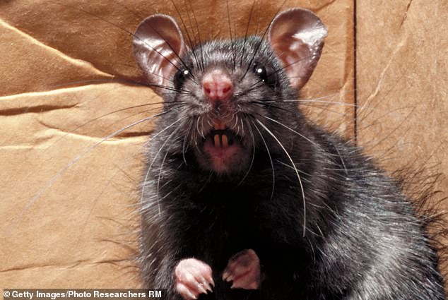 Survivors of the wild: There are now up to 250 million rats in the UK and increasing numbers of mutant rats growing up to three feet long by feeding on discarded takeaway meals