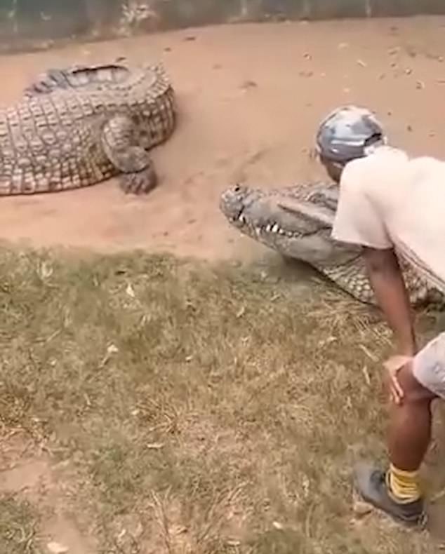 The handler was filmed poking the reptile several times with a stick before it suddenly turned its head and attacked him.