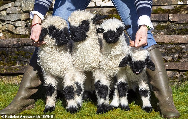 Pictured above are three-week-old Valais Blacknose quadruplet lambs, the first quadruplets of this rare species to be born in the UK.
