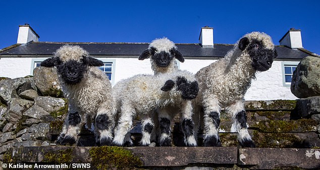 These rare sheep were born on this Dumfriesshire farm - the first time they have been born on UK soil