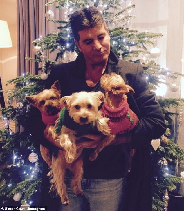 The Chihuahua is Simon's sixth dog, having been the proud owner of German Yorkshire terriers Shepard Pebbles, Squiddly and Diddly, as well as his late mother's dogs Freddy and Daisy, whom he adopted in Barbados (not the photo).