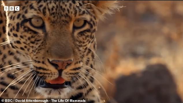 Sir David Attenborough's new wildlife series Mammals has revealed the shocking moment an African leopard hunts a group of baboons in a forest in total darkness.