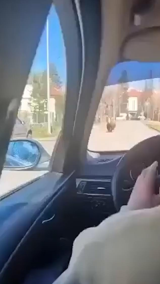 Terrifying footage has captured the moment a bear ran down a street in Liptovský Mikuláš, Slovakia, before attacking two people.