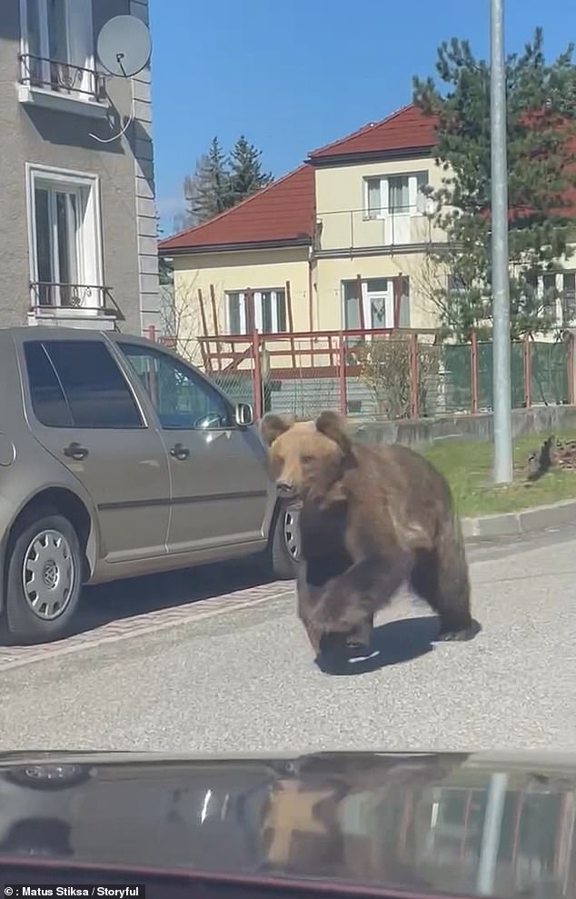 New footage of a bear attack on Sunday in Liptovsky Mikulas, Slovakia, shows the huge beast pouncing through the streets.