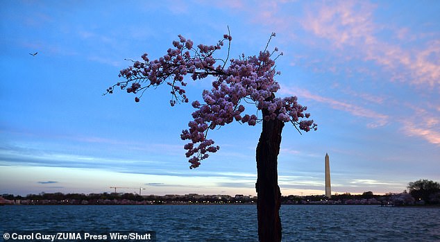 A gnarled old Washington DC cherry tree named Stumpy is about to be torn down after spending the last few years as a social media phenomenon