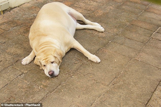 With their friendly and outgoing nature, it's no surprise that Labradors are one of the most popular dog breeds around the world.  But Labradors are known to gain weight, and now scientists think they know why (file image)