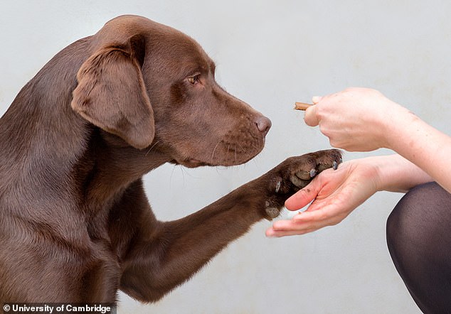 The new study found that the mutation changes the way dogs behave with food. Researchers found that they don't need to eat more to feel full, but they are hungrier between meals.