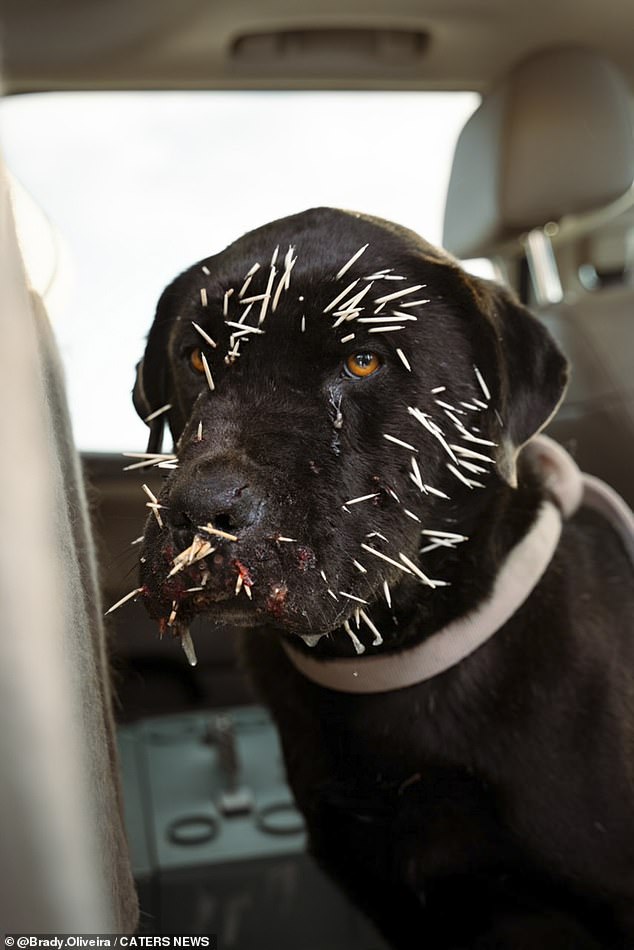 Brady Oliveira from Canada rescued black Labrador Trooper (pictured) who had dozens of hedgehog feathers on his face