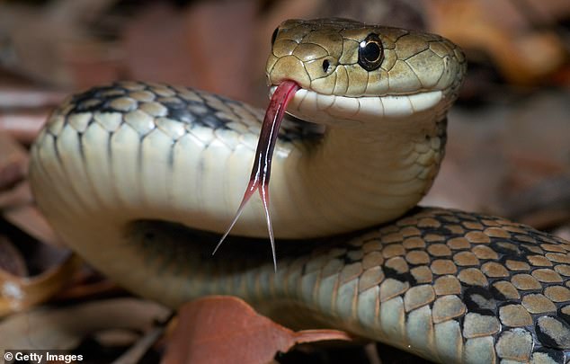 Teenage girl is bitten multiple times by a snake