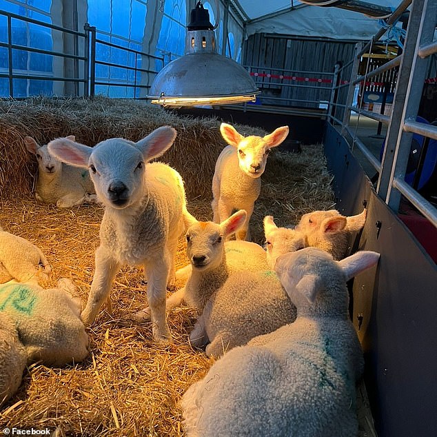 Ten lambs and two goats die in fire at popular