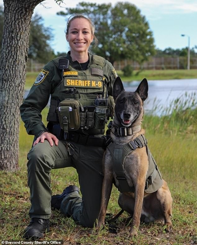 A K9 partner named Zeppelin was assisting his partner, Brevard County Deputy Lauren Donaldson, with a felony arrest on a causeway east of Orlando along the Atlantic Coast when the dog suddenly jumped the railing